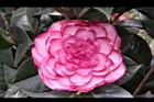 亂世佳人-花01.jpg