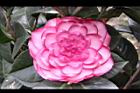 亂世佳人-花03.jpg