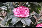 亂世佳人-花04.jpg