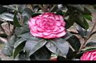 亂世佳人-花05.jpg