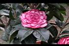 亂世佳人-花06.jpg