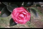 亂世佳人-花07.jpg