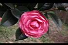 亂世佳人-花08.jpg