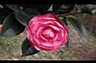 亂世佳人-花09.jpg