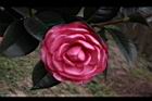 亂世佳人-花10.jpg