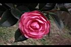 亂世佳人-花11.jpg