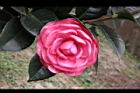 亂世佳人-花12.jpg