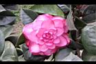 亂世佳人-花13.jpg