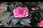 亂世佳人-花16.jpg