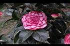 亂世佳人-花17.jpg