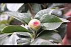 亂世佳人-花苞0.jpg