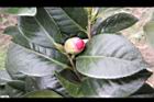 亂世佳人-花苞4.jpg