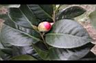 亂世佳人-花苞5.jpg