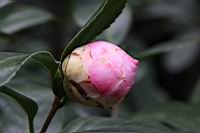伊莉莎白之浪02.JPG
