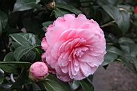 伊莉莎白之浪03.JPG