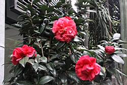 伯拜范03.JPG