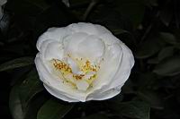 天鵝湖03.JPG