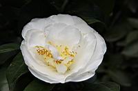 天鵝湖04.JPG