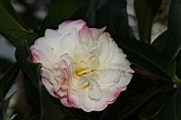 姚黃魏紫-花03.JPG