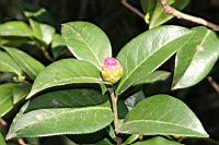 姚黃魏紫-花苞02.JPG