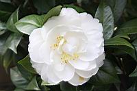 小天鵝02.JPG