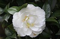 小天鵝03.JPG