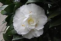 小天鵝05.JPG