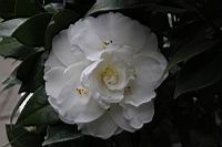 小天鵝06.JPG