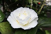 小天鵝07.JPG