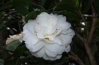 小天鵝08.JPG