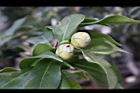 投入春天04.JPG