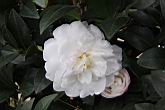 昭和之光-花1.jpg