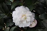 昭和之光-花2.jpg