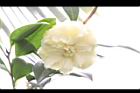 正黃旗-花00.jpg