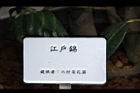 江戶錦19.JPG