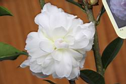 洛神花00.JPG