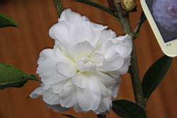 洛神花01.JPG