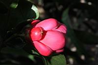 海棠-花01.JPG