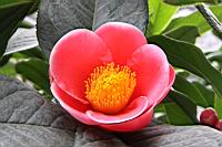 海棠-花03.jpg