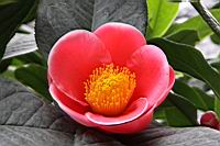 海棠-花04.jpg