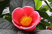 海棠-花05.jpg
