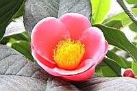 海棠-花07.jpg