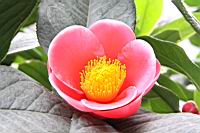 海棠-花08.jpg