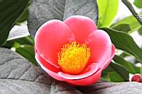 海棠-花09.jpg