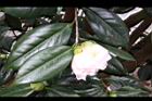 玻璃花-花00.jpg