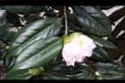 玻璃花-花01.jpg