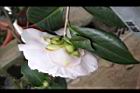 玻璃花-花02.jpg
