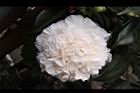 玻璃花-花03.jpg