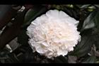 玻璃花-花04.jpg