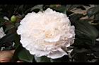 玻璃花-花05.jpg